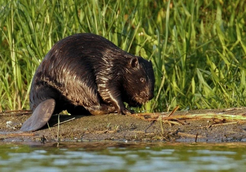 Bobry przechytrzyły człowieka. Ktoś zniszczył ich tamę, a te w jej miejsce zbudowały 7 nowych