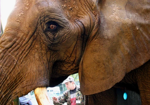 Katka z gdańskiego zoo nie żyje. Była najstarszą słonicą w Europie