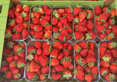 Które owoce jagodowe najchętniej wybierają klienci ALDI?