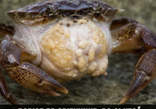 Biologia: krab na przymusowym macierzyńskim