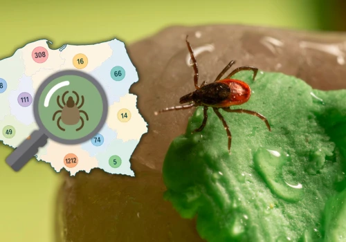 Plaga kleszczy w Polsce. W tych regionach trzeba szczególnie uważać