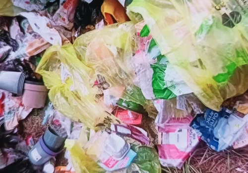 Dziki rozrywają worki ze śmieciami. Mieszkanka Jaworzna: Mam już serdecznie dość