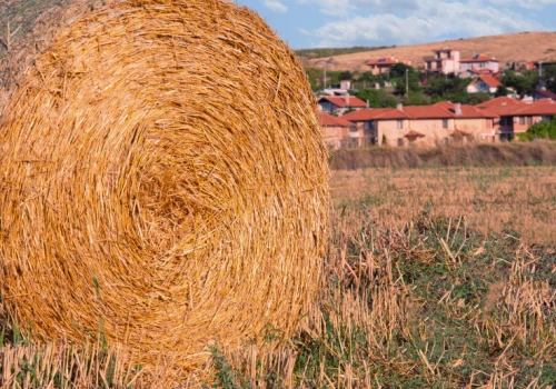 Od róż po agroholdingi. Rolnictwo tego kraju zaskakuje na każdym kroku
