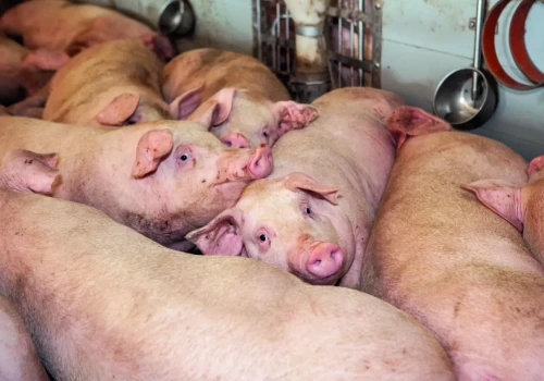 Kiedy ceny tuczników odbiją? Żadna ubojnia nie płaci już powyżej 6 zł/kg.