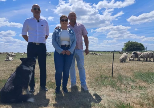 750 owiec przy pasie startowym. Tak działa wypas na lotnisku w Lesznie