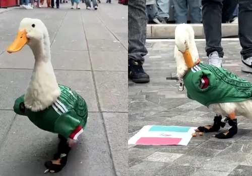Kaczor-kibic stał się nieoficjalną maskotką mundialu