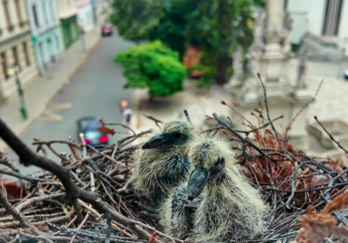 Ptak założył gniazdo na parapecie. Co grozi za jego zniszczenie?