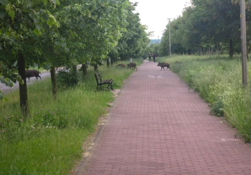Dzik zaatakował dziecko na krakowskim osiedlu. Roczny maluch trafił do szpitala