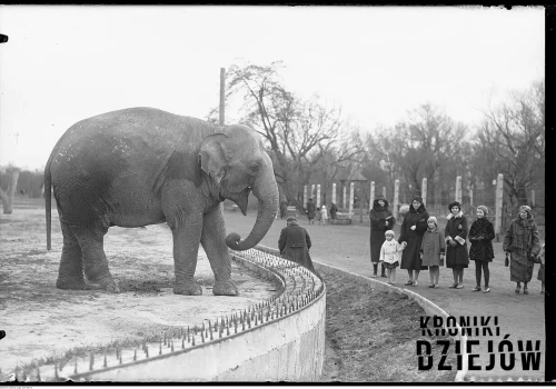 Ochroniła słoniątko własnym ciałem. Zbombardowanie ZOO w 1939 roku