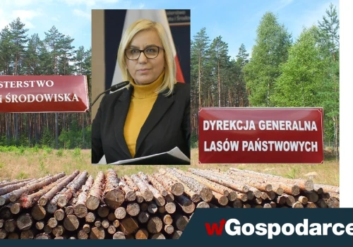 Biznes: Hennig-Kloska dokonuje egzekucji przemysłu drzewnego