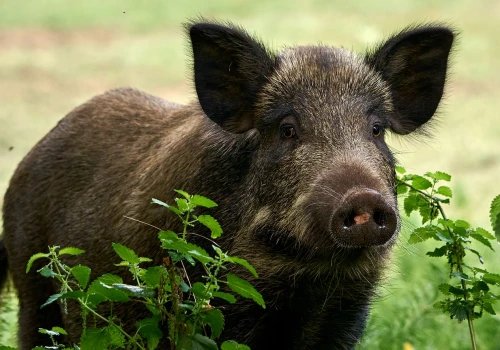 Atak dzika w Krakowie. Miasto zwołuje sztab kryzysowy