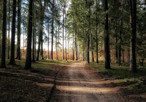 Olsztyńskie lasy pod presją „obcych”. Wolontariusze biorą sprawy w swoje ręce!