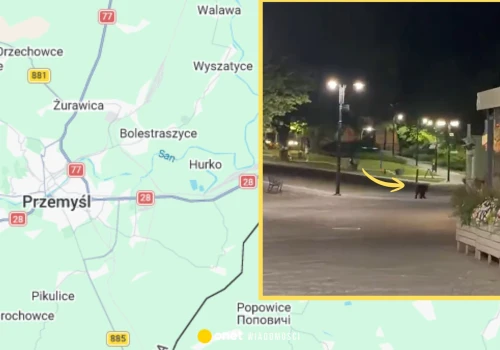 Niedźwiedź spacerował nocą ulicami Przemyśla. Prezydent miasta ostrzega mieszkańców
