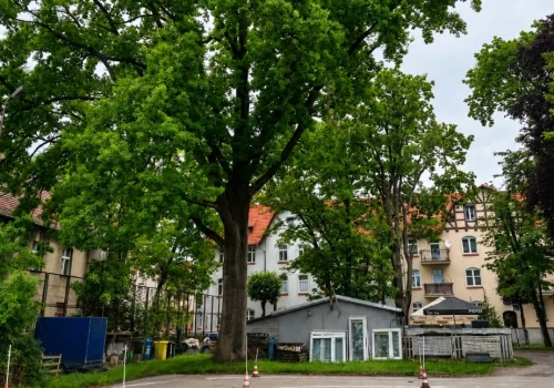 Czy dąb przy pizzerii przetrwa? Burmistrz Arseniusz Finster zapowiada walkę w sądach