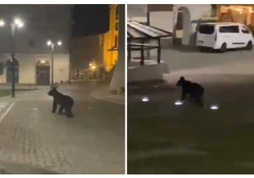 Niedźwiedź na rynku w Przemyślu. Apel prezydenta miasta do mieszkańców