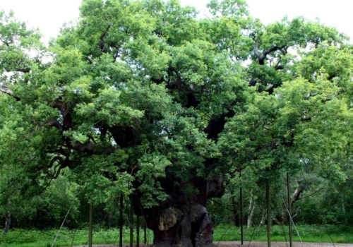 Legendarny Major Oak Robin Hooda umiera po ponad 1000 latach