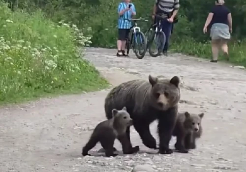 Niedźwiedzica z młodymi na szlaku. Nagranie z Tatr mrozi krew w żyłach