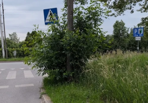 Siedlce: czytelnik alarmuje o niebezpiecznym wyjeździe. Roślinność zasłania widok na chodnik