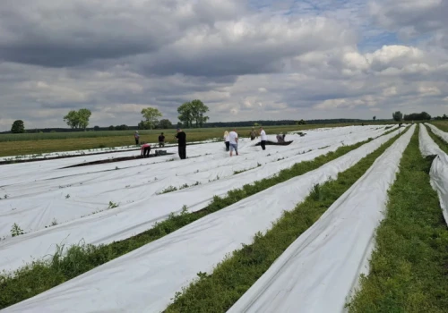 50 tys. zł z hektara i słabe gleby. To wymagająca, ale coraz bardziej opłacalna uprawa