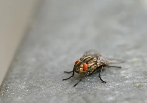 Goście pytają, dlaczego przy oknie wisi woreczek z monetami. Powód zaskakuje