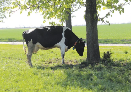 Za oknem +30°C, w oborze kryzys wydajności. Zobacz, letnią strategię żywienia krów