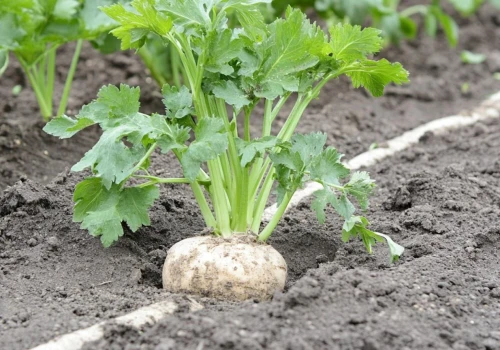 Zrób tą jedną rzecz z selerem tuż przed sadzeniem. Korzenie będą grube i dorodne jak nigdy