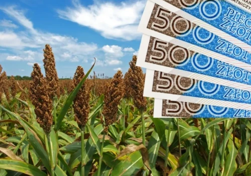 Nawet 350 zł do hektara. ARiMR czeka na wnioski tylko do 10 lipca