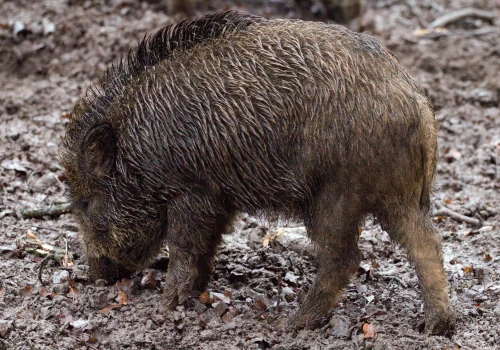 Stanisław Mazur ostro komentuje incydent na Klinach: Kraków powoli staje się miastem dzików