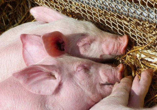 Dania szykuje rewolucję w krajowej produkcji trzody chlewnej