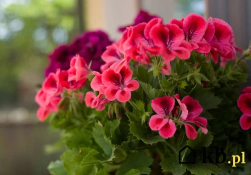 Nie tylko woda! Podlewaj tym pelargonie, a będą kwitły aż do przymrozków!