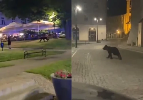 Niedźwiedź w centrum Przemyśla. Pełna mobilizacja służb, w sieci pojawiły się nagrania
