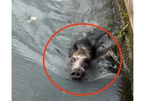 Dzik pływał w Wiśle pod Wawelem (Video)