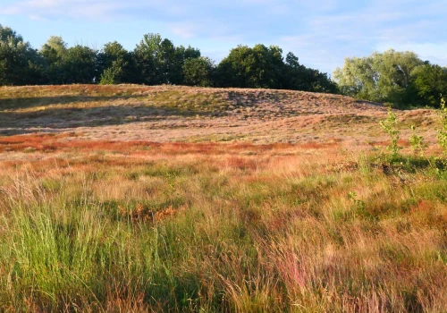 Wygląda jak fragment Holandii. Niezwykłe miejsce znajdziesz u naszych sąsiadów