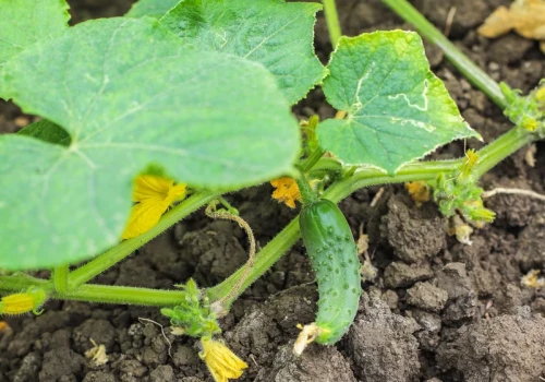Większość wyrzuca po koszeniu. Pod ogórkami działa jak naturalny dopalacz plonów