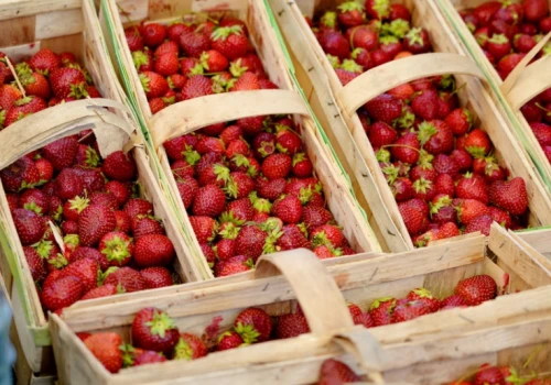 Polska drugim producentem truskawek w UE. Eksport sięga 70% zbiorów