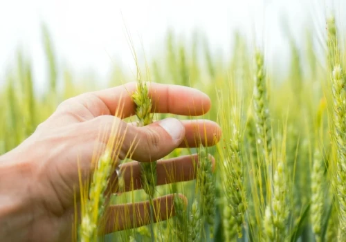 Biostymulatory w rolnictwie – moda czy realne wsparcie dla roślin w czasie ekstremalnej suszy?