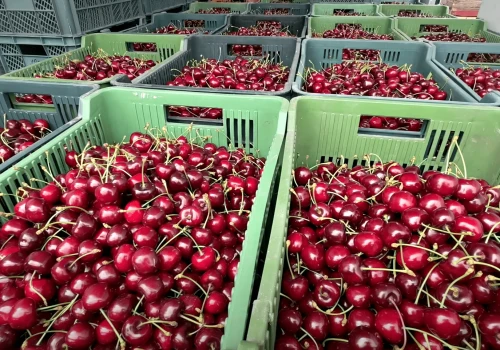Sadownicy alarmują: rośnie import czereśni do Polski. Apel o pilne kontrole jakości