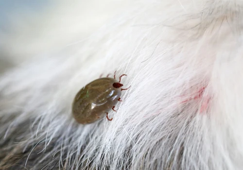 Połóż to przy wejściu do ogrodu. Ten zapach może działać jak naturalna tarcza na kleszcze