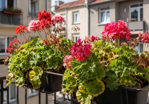 Metoda jednej szklanki to hit. Twoje pelargonie zniosą każdy upał