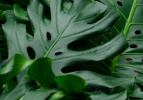 Lepszy niż monstera. Nie wymaga podpór ani palików, a liście są gęstsze
