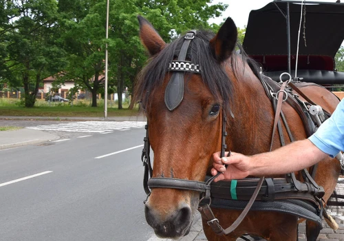 Świnoujście planuje stopniowe wygaszanie działalności dorożek