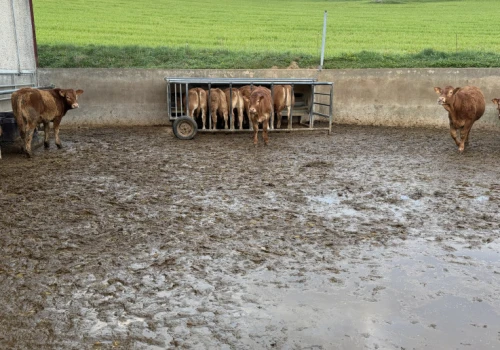 Dokarmianie cieląt mięsnych na pastwisku. Kiedy dodatkowa pasza przynosi największe korzyści?