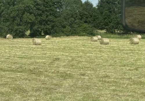 Ile kosztuje siano w tym roku? Ceny zaczynają się od 100 zł za belę