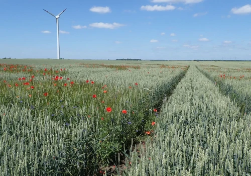 Zboża ozime bez flufenacetu. Chemirol pokazuje, co może go zastąpić