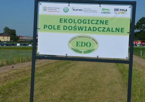 Ekologiczne poletka pod presją suszy. Dni Pola w Szepietowie pokazały problem