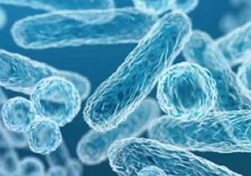 Różnice między prebiotykami, probiotykami i postbiotykami