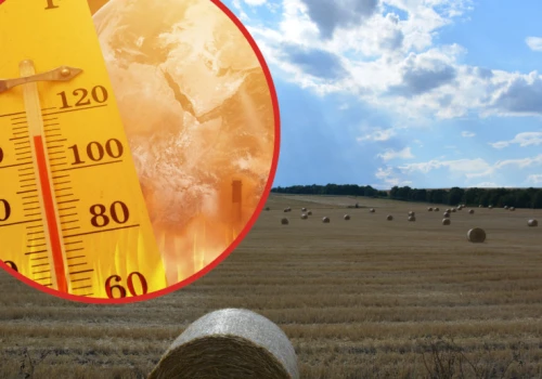 Giną zwierzęta, spadają plony. Skupy przestawiają się na nocne godziny