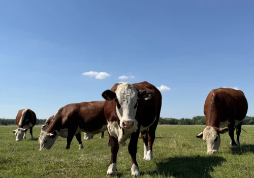 Jeszcze niedawno tyle płacono za klasę O. Dziś takie stawki dostają byki klasy U