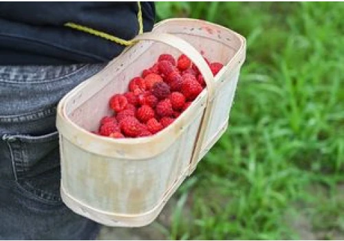 Maliny z krzaków od razu idą na sprzedaż. Ceny nie cieszą plantatorów.