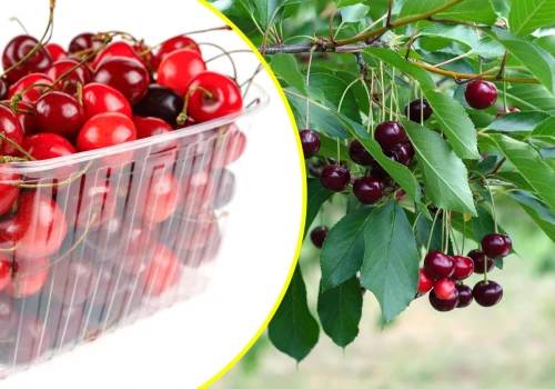 Miały być polskie, mogły być importowane. Ruszają kontrole czereśni